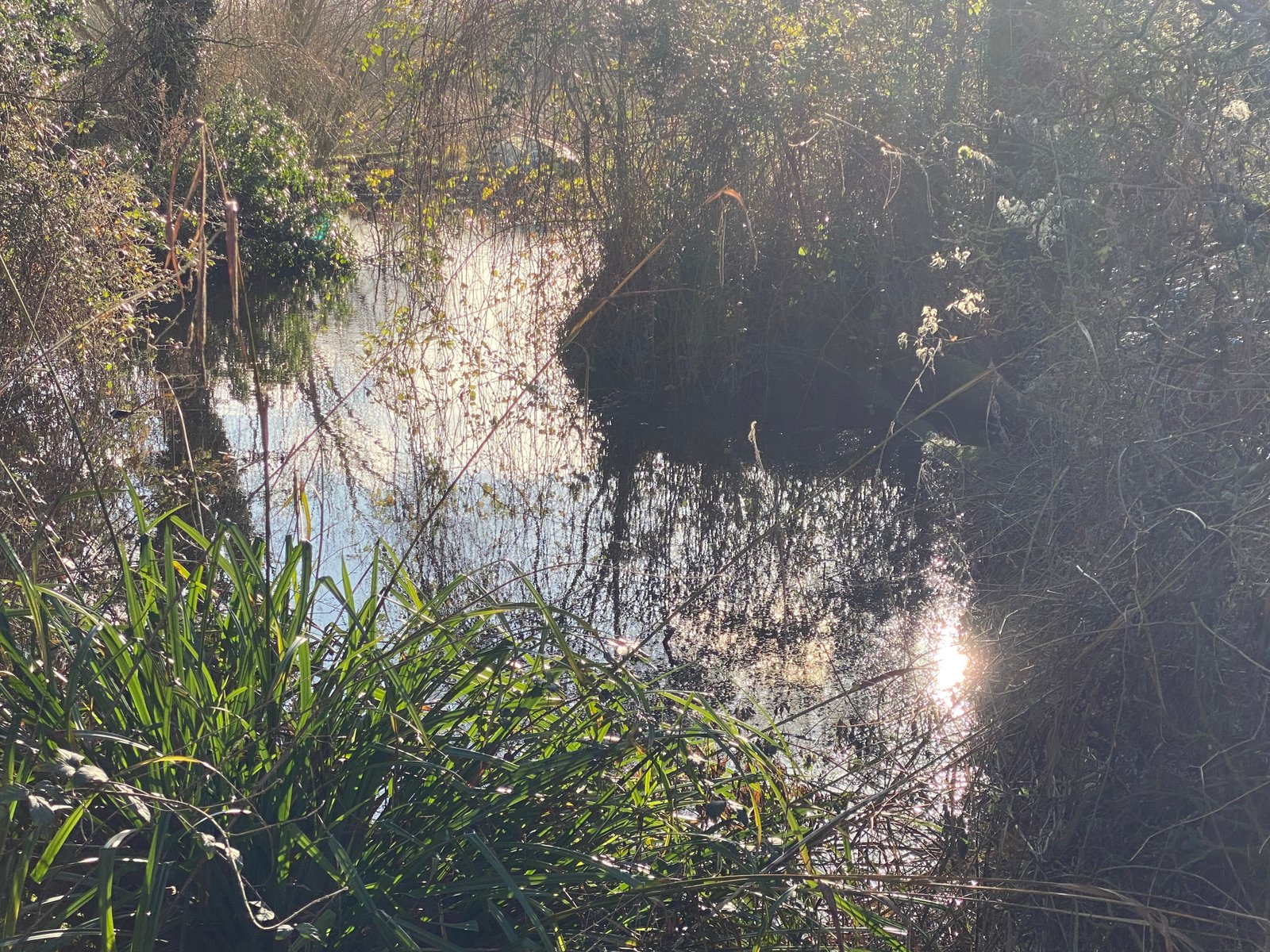 The pond at Green Heart Farm in spring