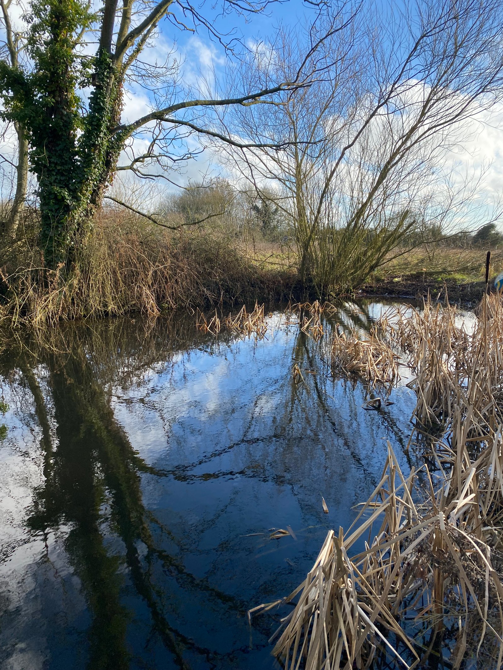 The pond at Green Heart Farm in winter