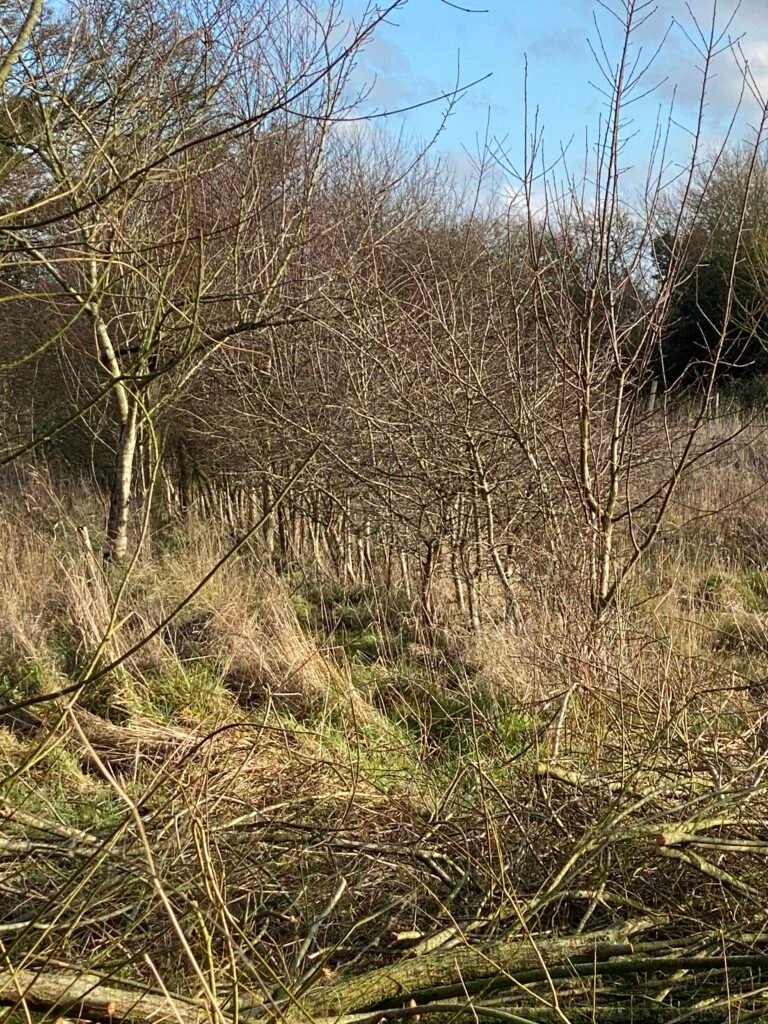 Hedgerow at Green Heart Farm, Southburgh, Norfolk